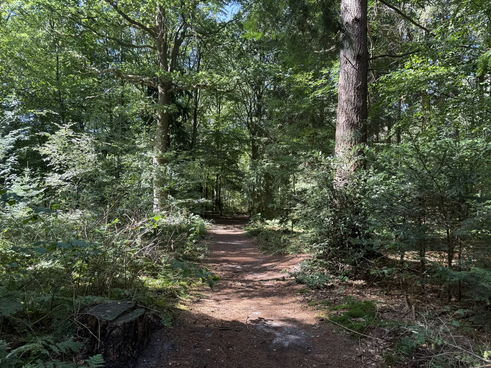 Zonnig bospad in Het Blauwe Bos