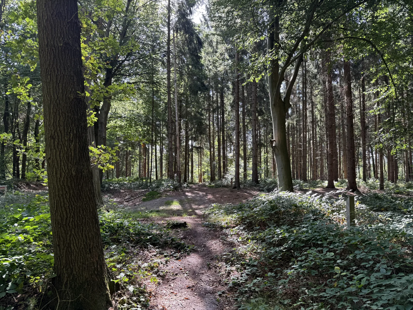 Open plek met hoge dennen in Het Blauwe Bos