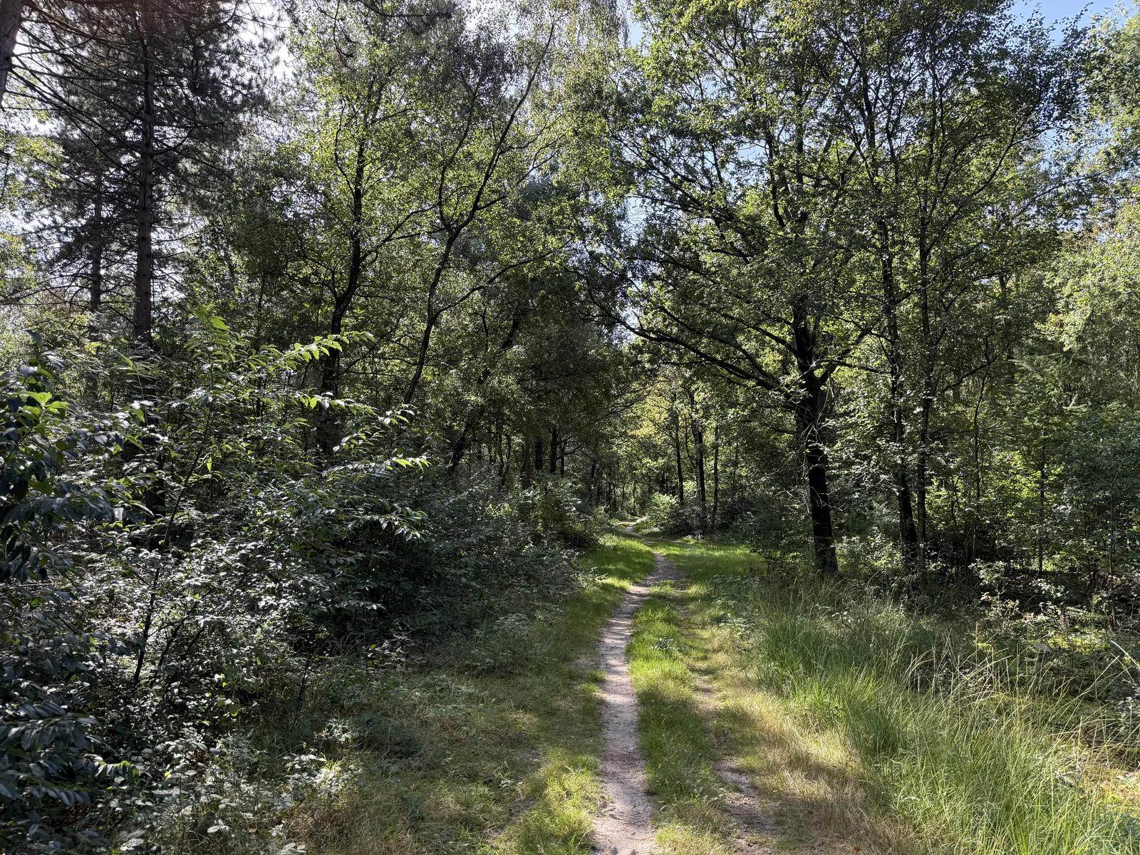 Graspad langs de bosrand in Het Blauwe Bos