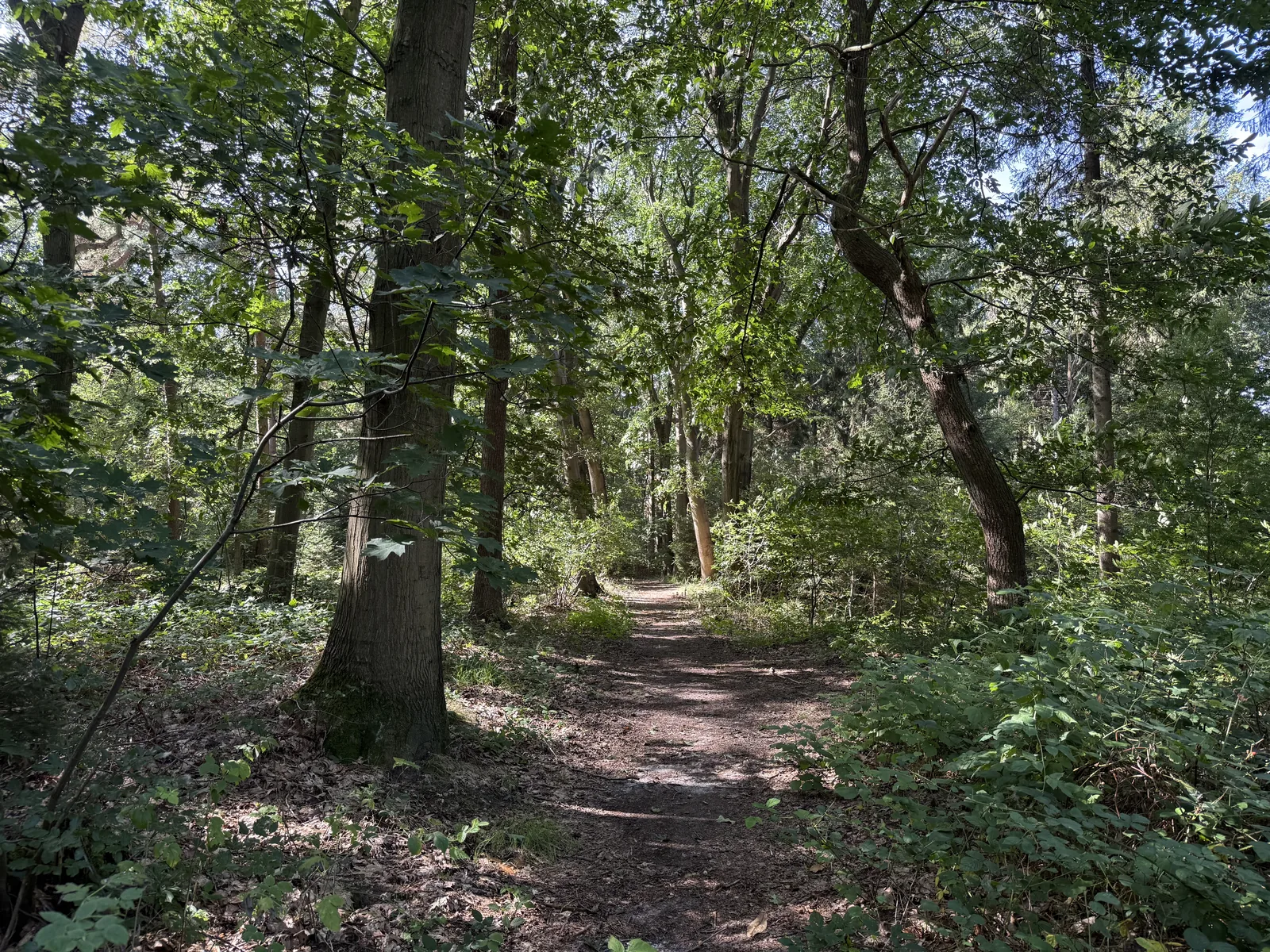 Wandelpad door het loofbos in Het Blauwe Bos