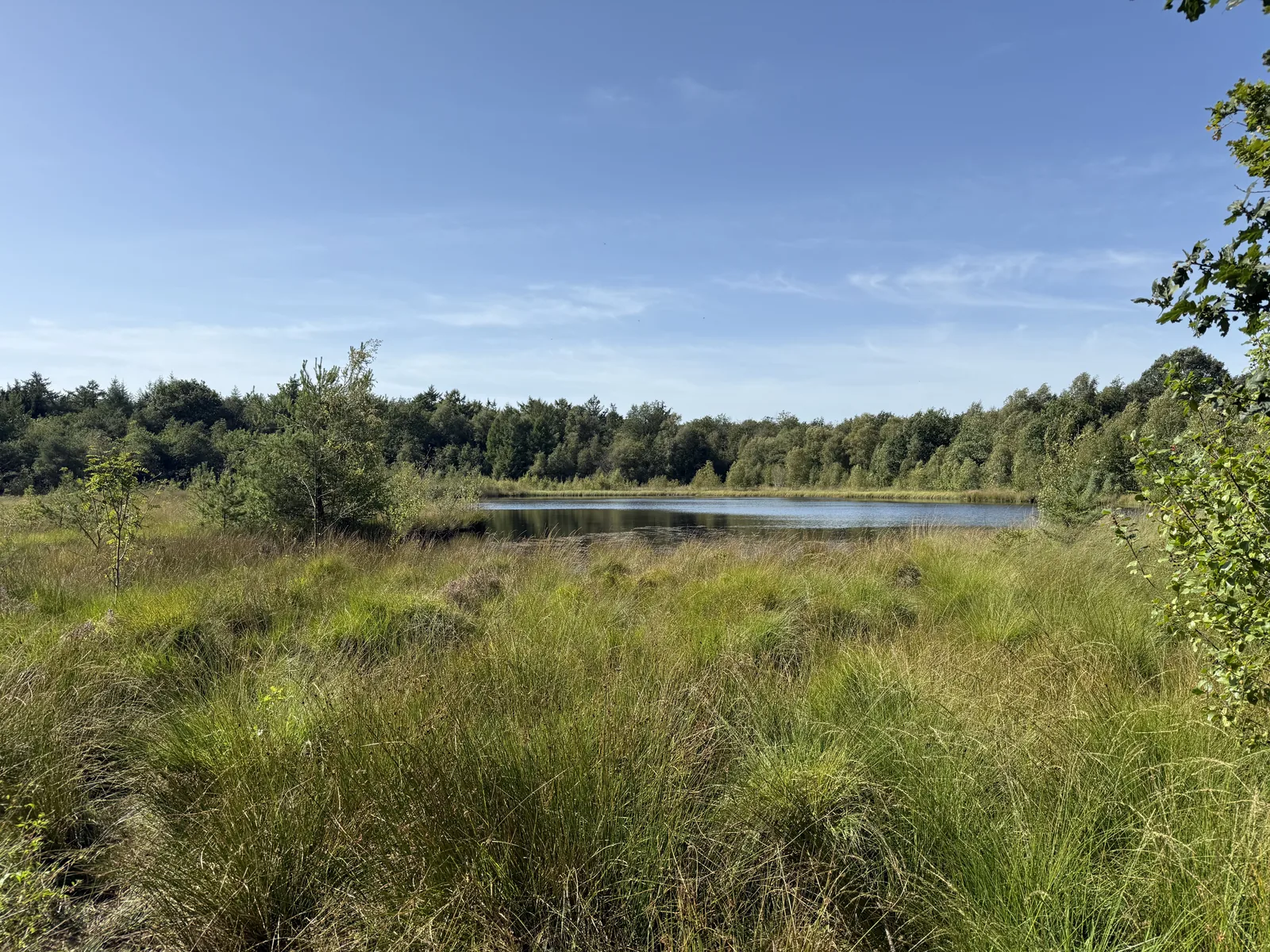 Ven met riet en heide in Het Blauwe Bos