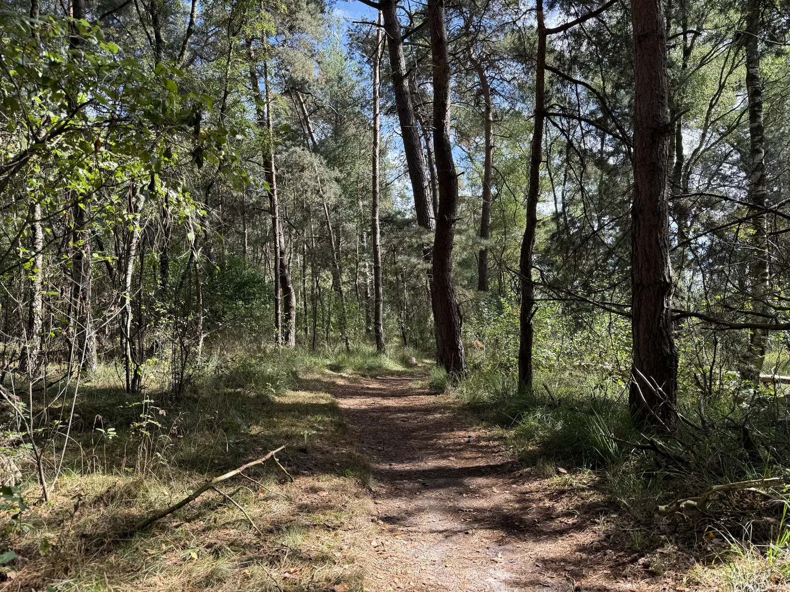 Schaduwrijk pad tussen de dennen in het Grote Veld