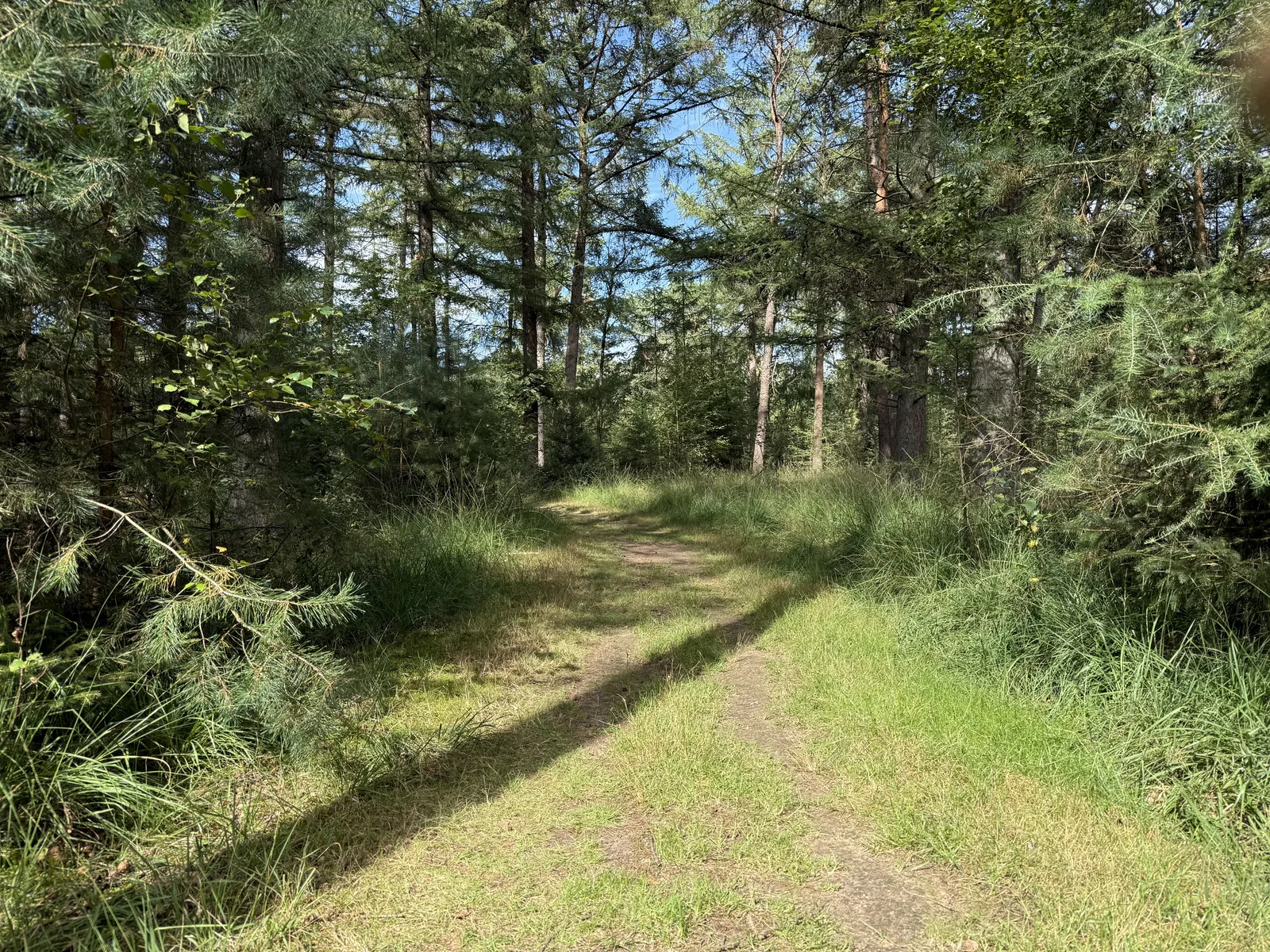 Graspad door het dennenbos in het Grote Veld
