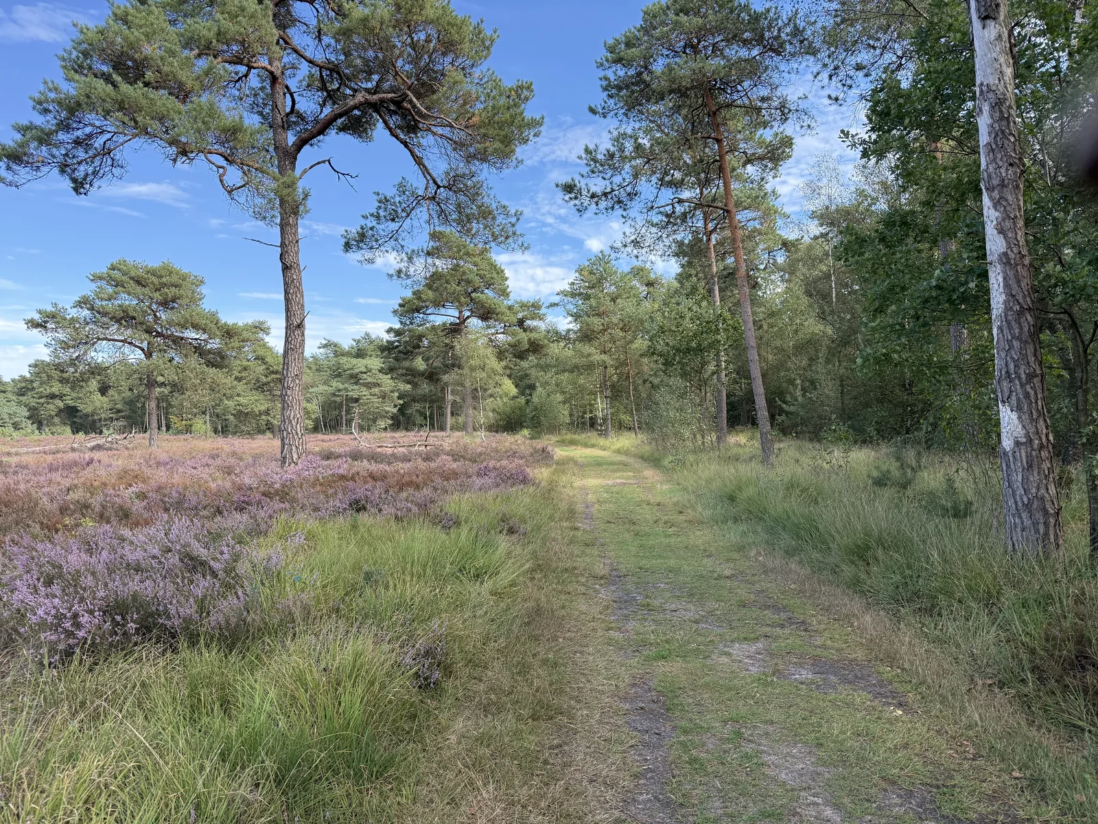 Bloeiende heide met grove dennen in het Grote Veld