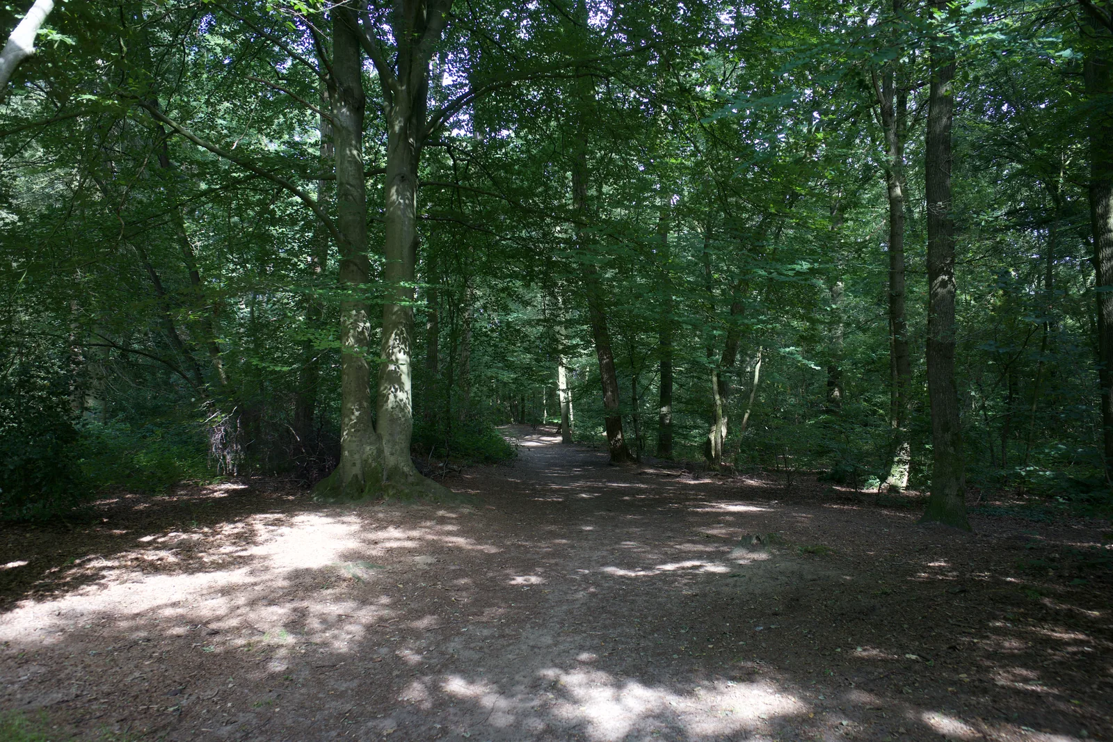 Open plek onder de bomen op de Lochemse Berg