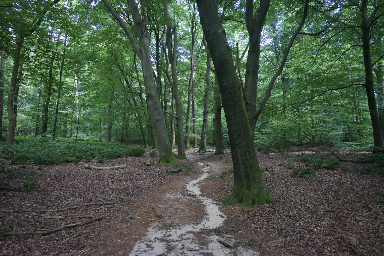 Slingerend zandpad door het bos op de Lochemse Berg