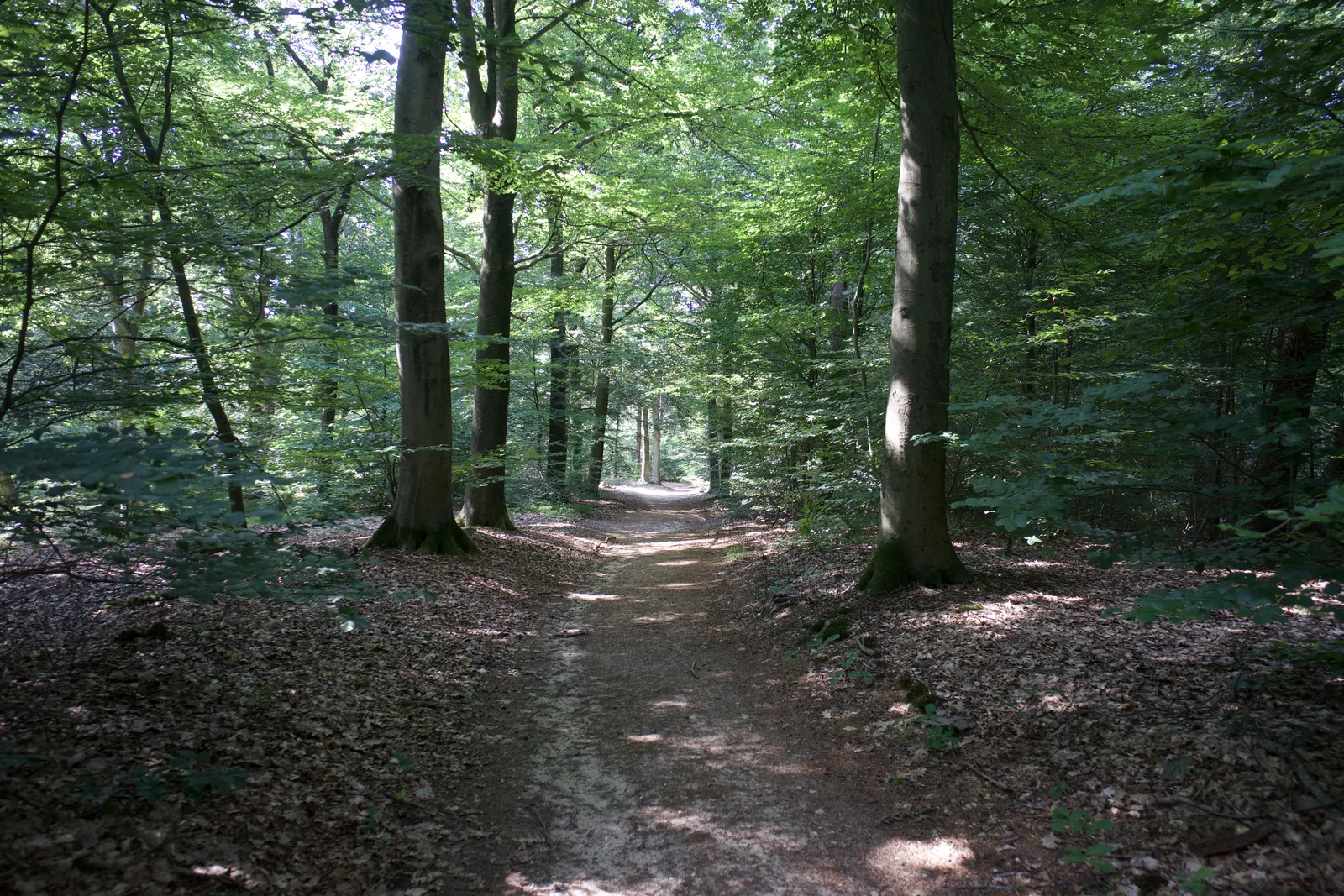 Wandelpad tussen hoge beuken op de Lochemse Berg