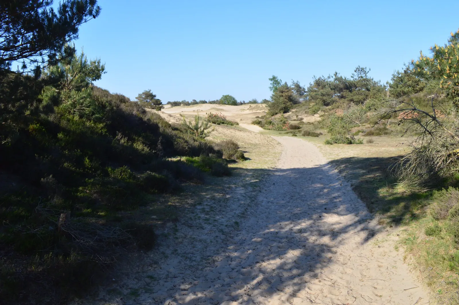 foto: hond in de natuur