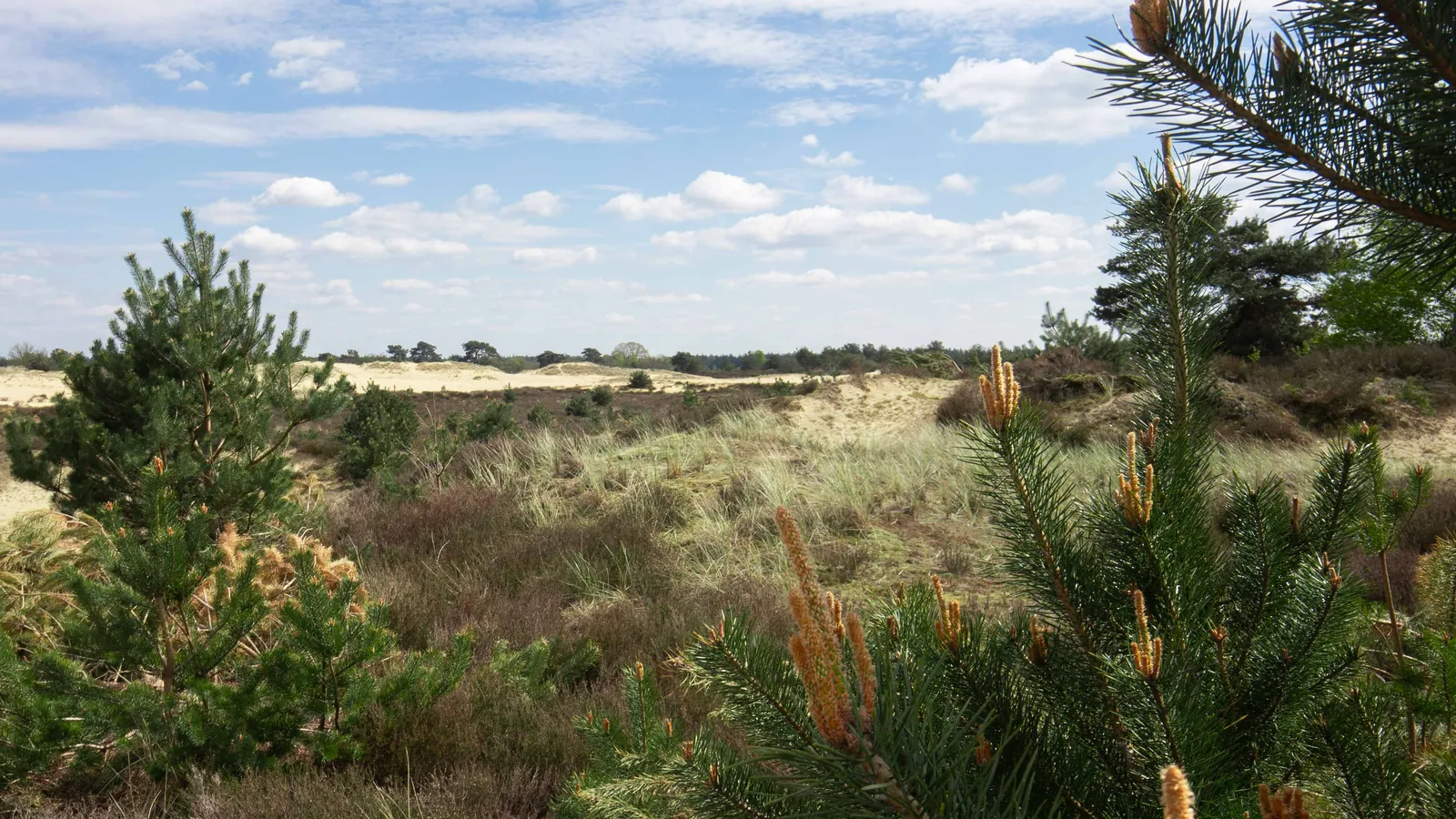 Aekingerzand (Kale Duinen)