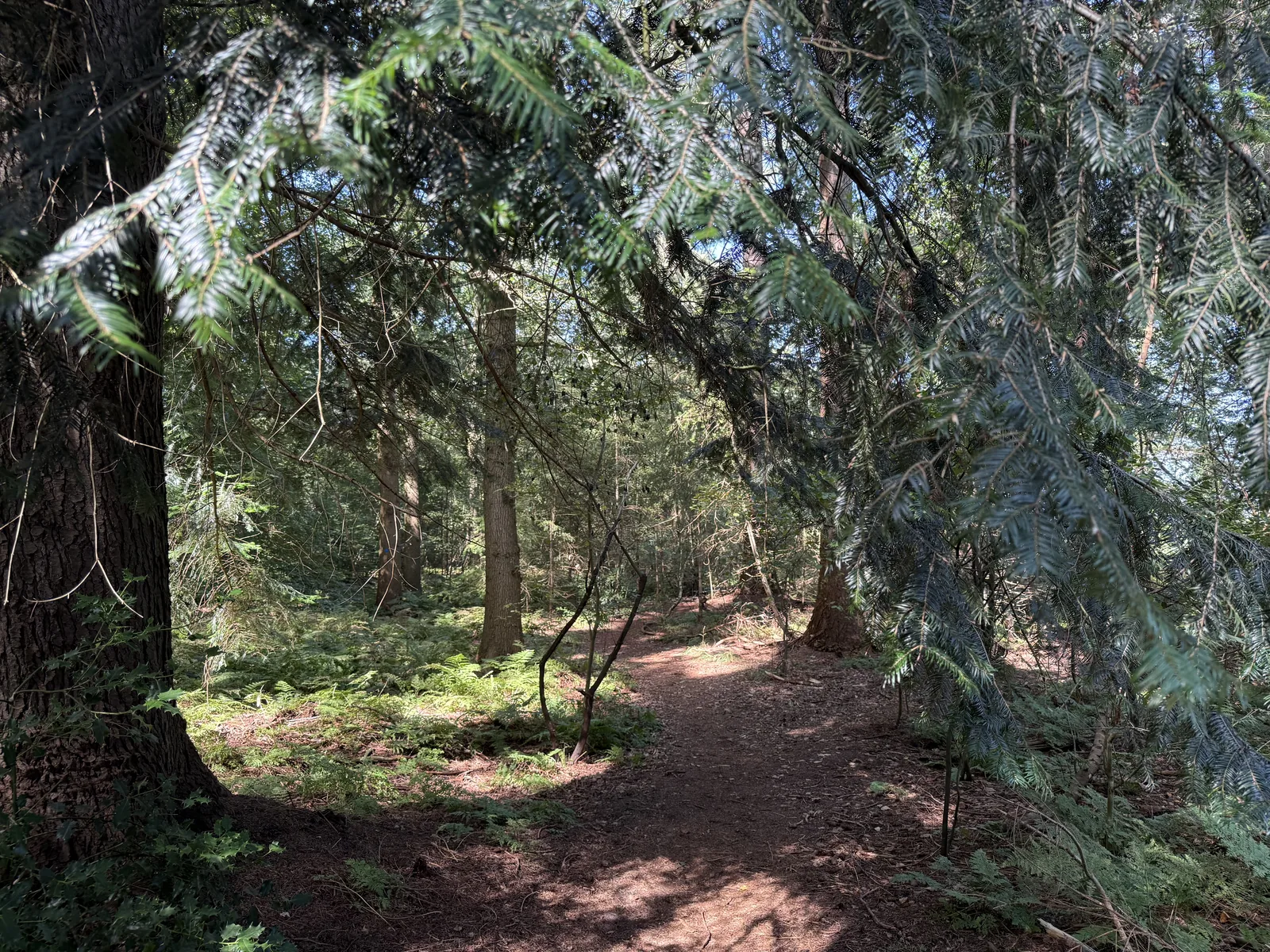 Het Blauwe Bos