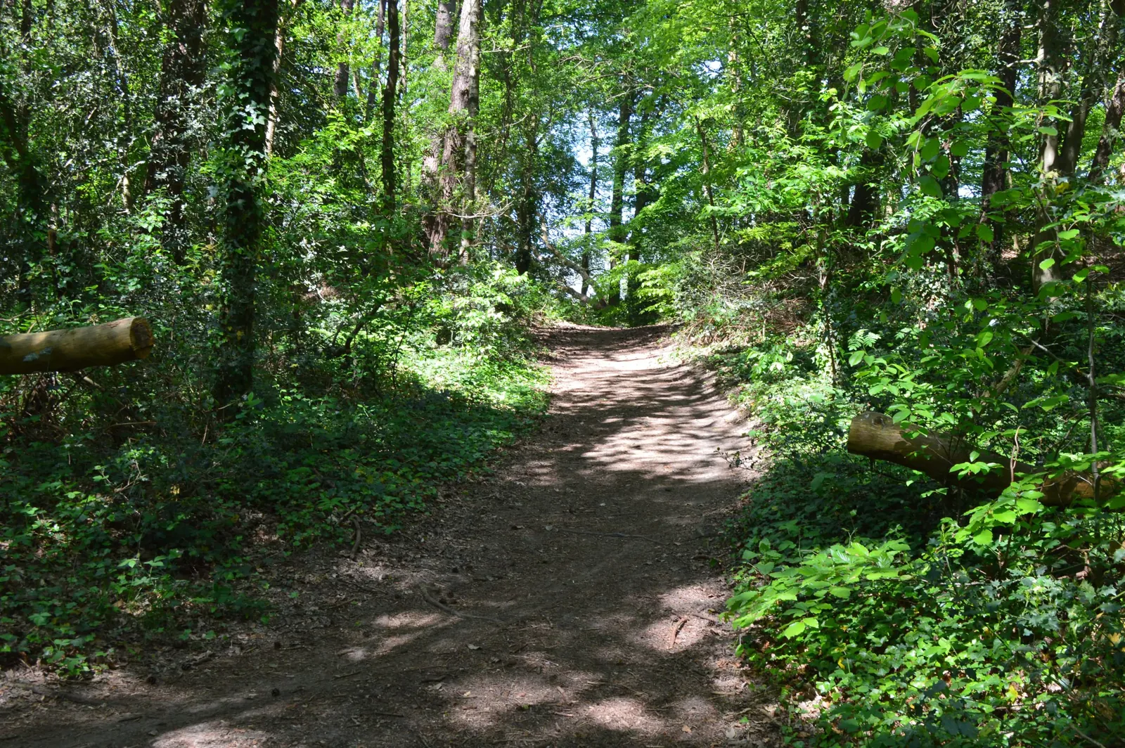 Drents-Friese Wold bij Appelscha