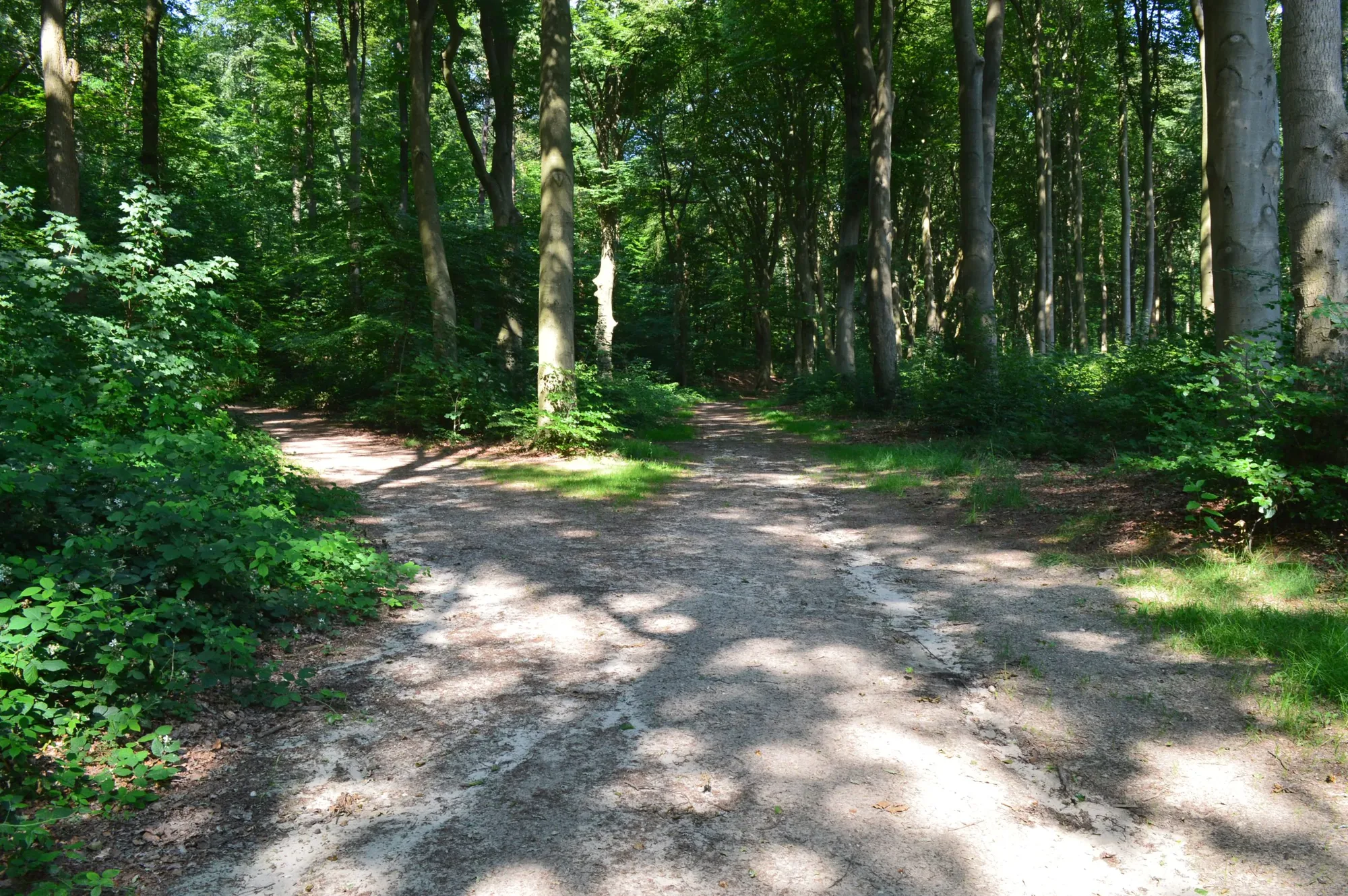 Omgeving Lochem