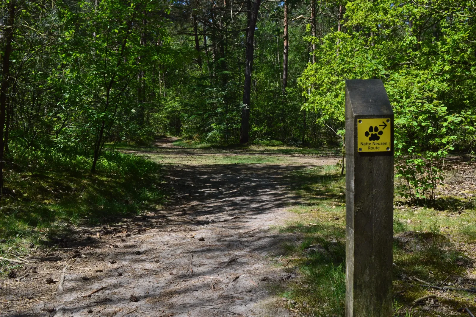 Wandelen met je hond in het Drents-Friese Wold