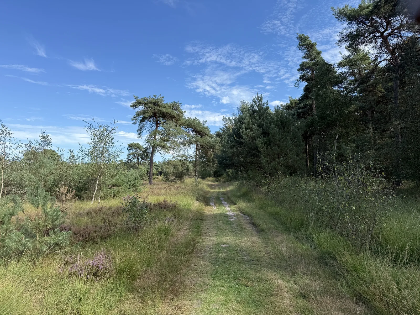 foto: hond in de natuur