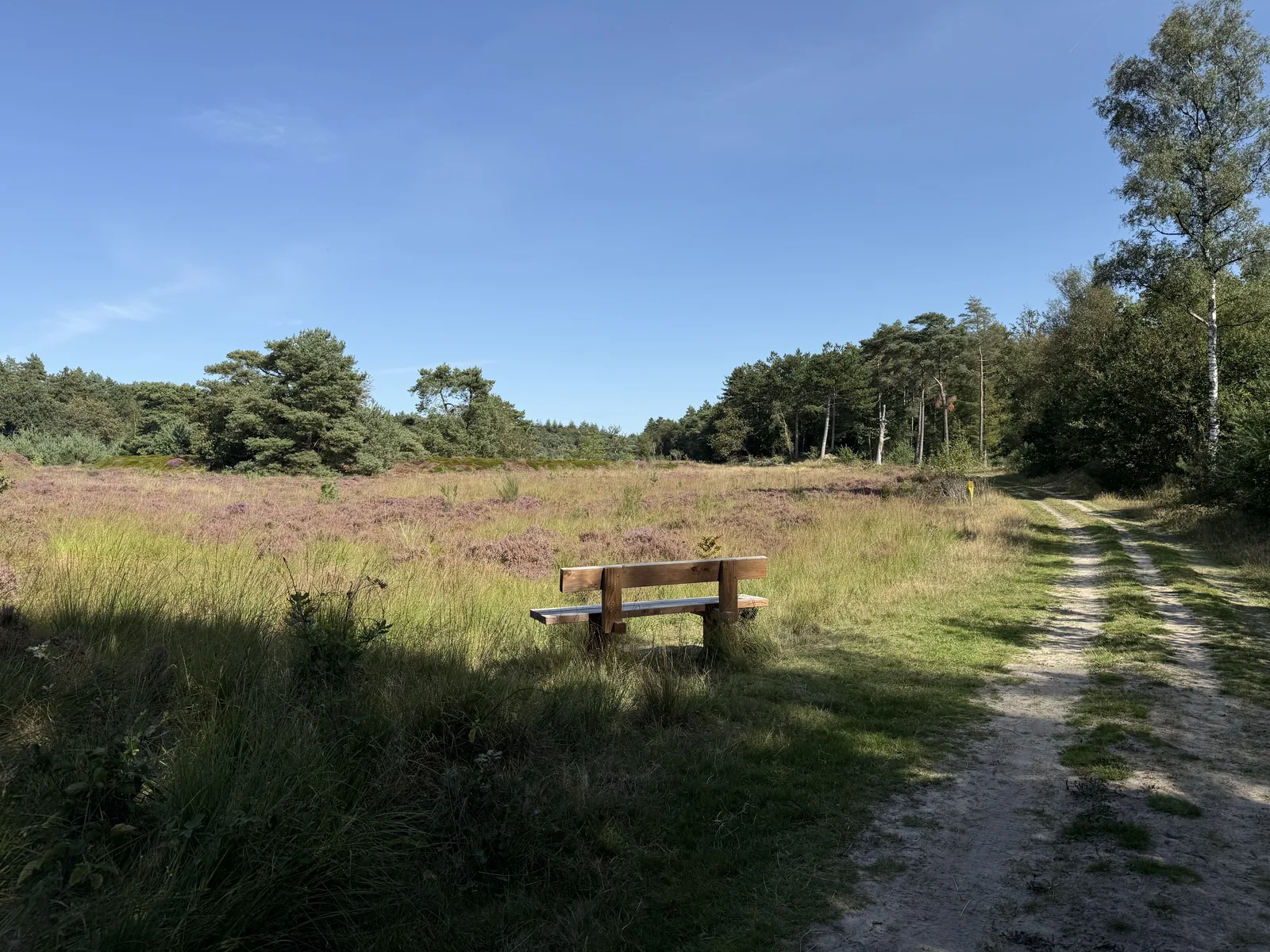 foto: hond in de natuur